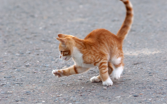 Est ce que les moustiques piquent les chats ?