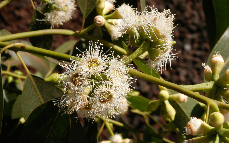 huile essentielle eucalyptus citronné et cyclisé