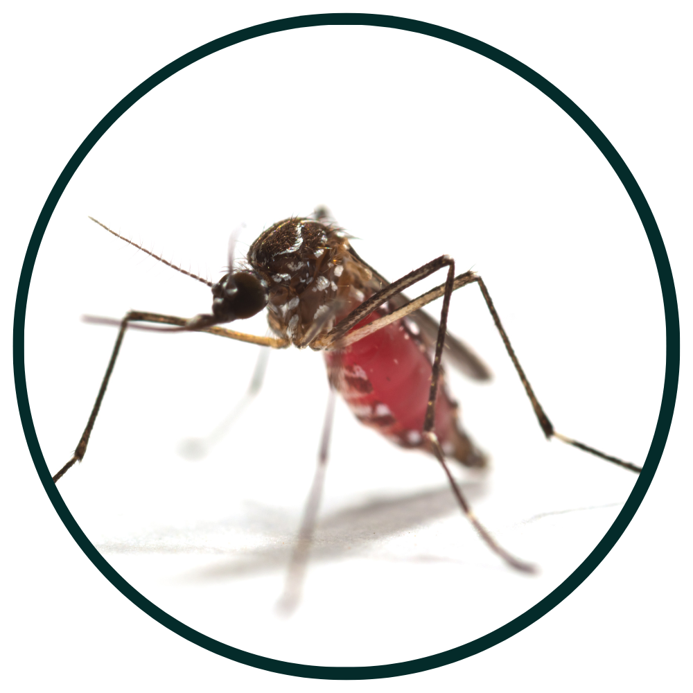 moustique AEDES AEGYPTI