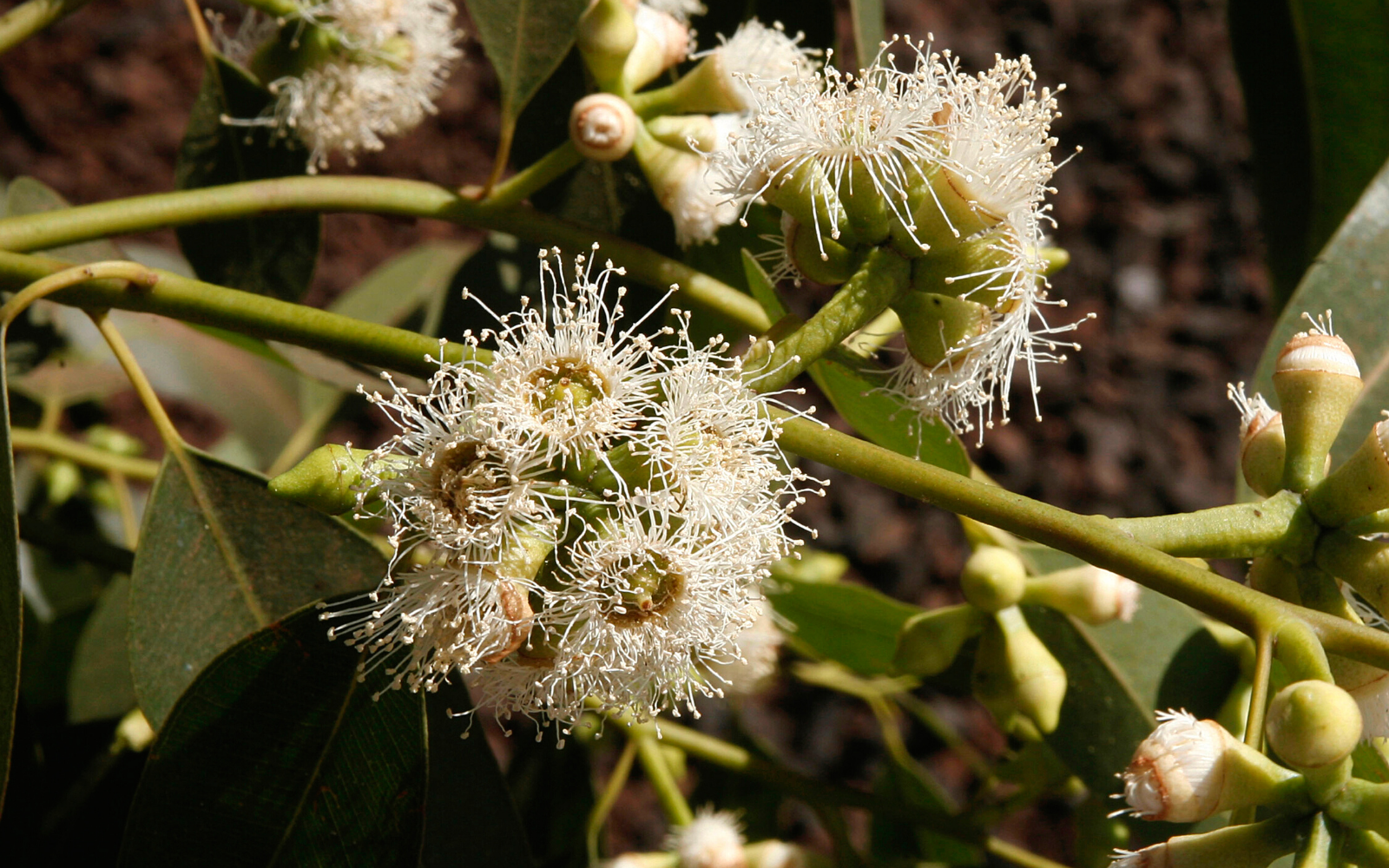 Huile essentielle d'Eucalytus citronné ou citriodora bio - Saint