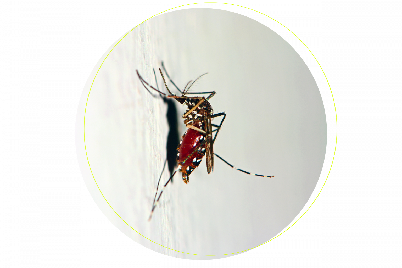 Insecticides et spirales anti-moustiques : Attention à la mauvaise